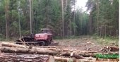 Услуги по заготовке леса