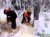 Требуется бригада рабочих на лесозаготовку (Ивановская обл)