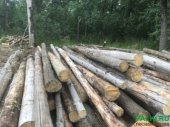 Лес Деловой Сосна 6 метров Кругляк