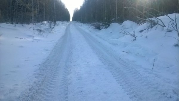 Береза пихта пиломатерьял