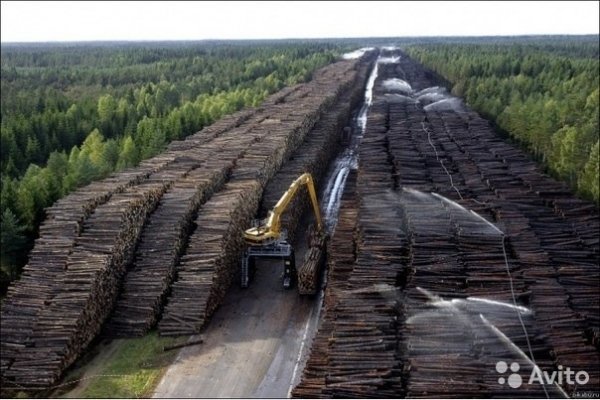 Закупаю пиловочник хвойный на постоянной основе .