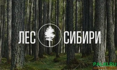 Доска для тары береза