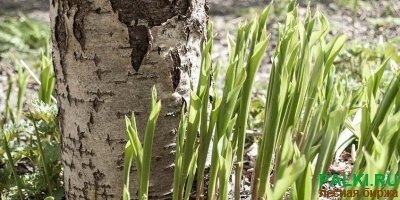 Закупаем сухую березу естественной влажности.