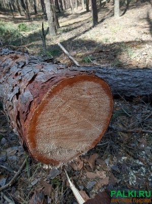 Лес-кругляк сосна зеленка