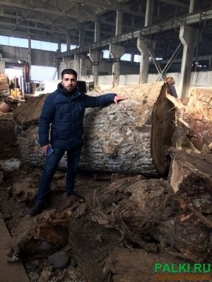 Древесина горного ореха любых размеров и видов