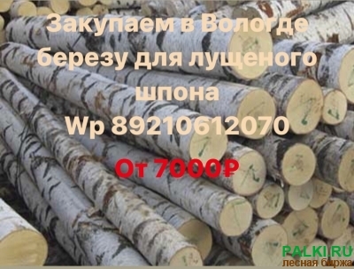 закупаем березу для лущеного шпона в Вологде